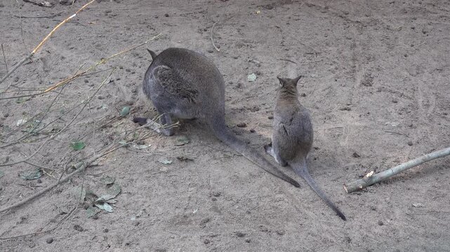 A small kangaroo is enjoying a tasty meal.