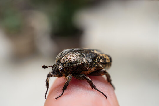 Macro closeup of a textured scarab or Mango flower beetle resting on a fingertip