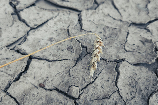 Lonely wheat ear on dry earth cracked by drought. Withered wheat ear lies on dry cracked soil, symbolizing drought, crop failure, climate crisis, and famine