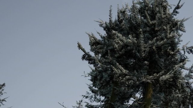 Tall evergreen trees, dusted with snow, rise majestically against a calm, gray sky. The serene winter scene captures the beauty of nature in the colder months, inviting a sense of peace.