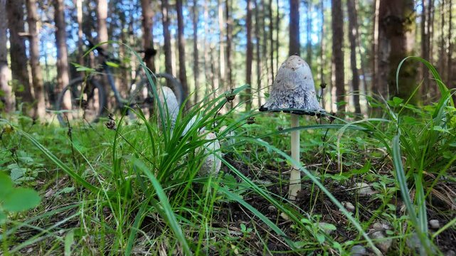 Shaggy ink cap mushrooms Coprinus comatus growing on the woodland floor among grass and moss in soft forest light