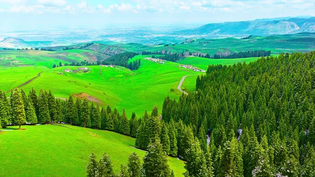 Lush green grasslands unfold across rolling hills in Jiangbulake, Xinjiang, framed by dense evergreen conifer forests.