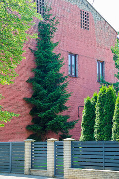 Tall coniferous tree growing close building facade, creative landscape design, professional gardener work, urban greenery architectural planting.