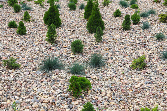 Urban lawn flowerbed with rare low-growing plants among decorative stones, creative city landscaping, modern garden design, fresh greenery.