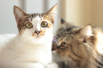 Portrait of a Curious White and Tabby Cat with Companion © Indra