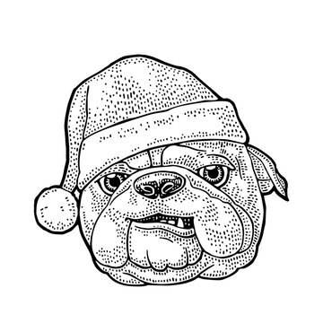 Bulldog head wearing Santa hat. Hand drawn black vintage engraving dog. Isolated on white. Perfect illustration for Christmas design, logo, mascot, t-shirt print, greeting card