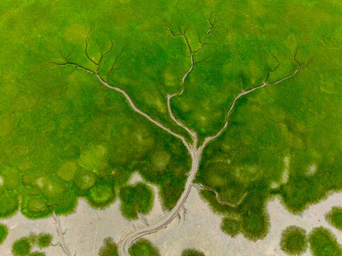 Top-down aerial view of the natural tree-shaped tidal creek, known as Earth Tree, on Qiantang River tidal flat, Zhejiang, China.
