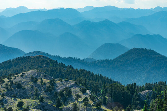 Sunlit Pine Forest on a Mountain Slope with Misty Peaks in the Distance