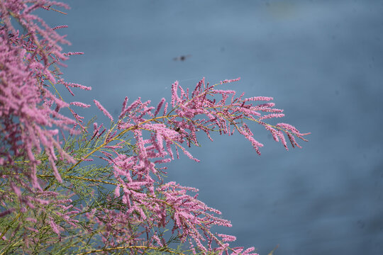 Blooming pink tamarisk tree branch against deep blue lake water background.