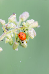 Red Ladybug Resting on Small Flower Buds © Indra
