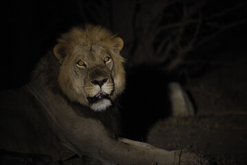 Male Lion Portrait Emerging from Darkness on Black Background © WildinAfrica