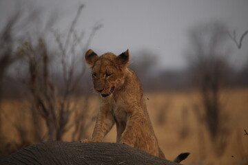 Lion Cub Perched on Elephant Carcass Surveying Savanna © WildinAfrica
