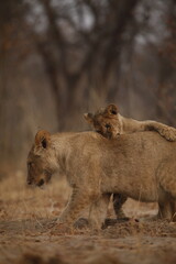 Lion Cub Resting on the Back of a Walking Lion © WildinAfrica