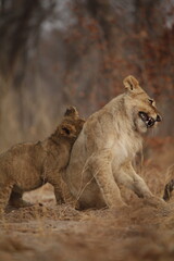 Young Lion Snarling Beside Playful Cub in Warm Evening Light © WildinAfrica