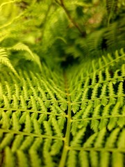 green fern leaf © Iryna