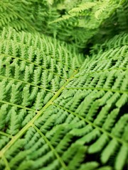 green fern leaf © Iryna