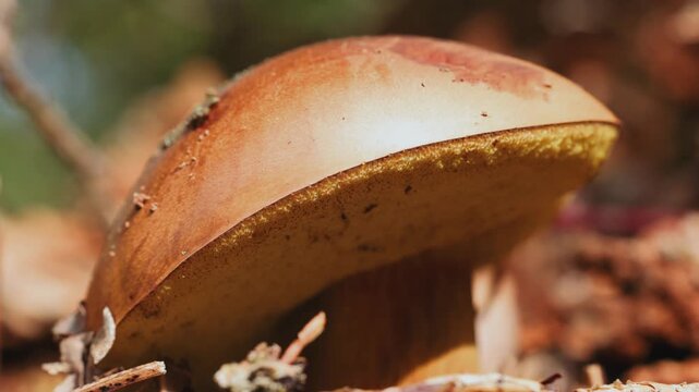 Brown Cap Mushroom Macro 
Macro video of a mushroom with a brown cap, filmed from an angled underside perspective. The clip reveals the cap&rsquo;s texture and the visible stem. Calm natural close‑up, speci