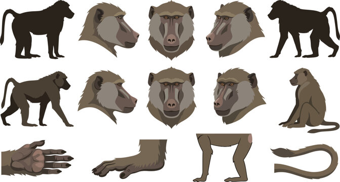 Baboon anatomy set in profile and front views with body parts isolated on white background vector illustration