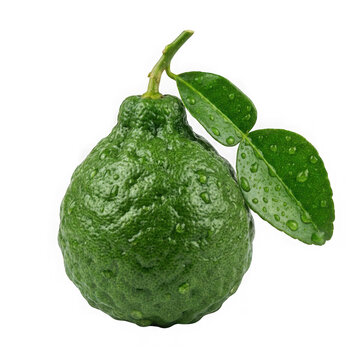 A detailed image of a fresh kaffir lime with wet bumpy skin and two attached green leaves.