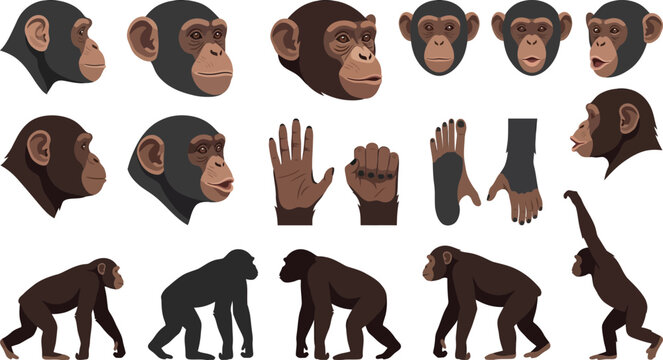 Chimpanzee Heads Hands and Bodies in Vector Illustration with White Background