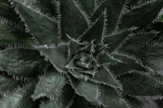 Aristaloe Aristata