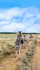 Zebras walking on dirt road in savanna under blue cloudy sky, wildlife safari view © Helen2