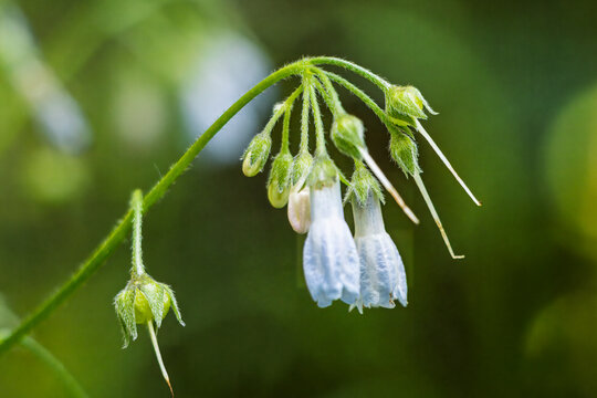 Drooping, Bell-Shaped Comfrey (Symphytum) Flowers and Hairy Nodding Buds on Green Stems.