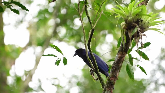 Blue-and-Yellow Macaw in Atlantic Forest along Estrada da Graciosa, Morretes, Paran&aacute;, Brazil &ndash; Wildlife and Tropical Rainforest