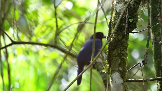 Blue-and-Yellow Macaw in Atlantic Forest along Estrada da Graciosa, Morretes, Paran&aacute;, Brazil &ndash; Wildlife and Tropical Rainforest