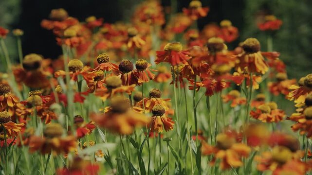 Lush blooming helenium autumnale flowers in the garden, beautiful orange and yellow sneezeweed blossoms pattern, vibrant autumn floral background, sunny perennial field texture.
