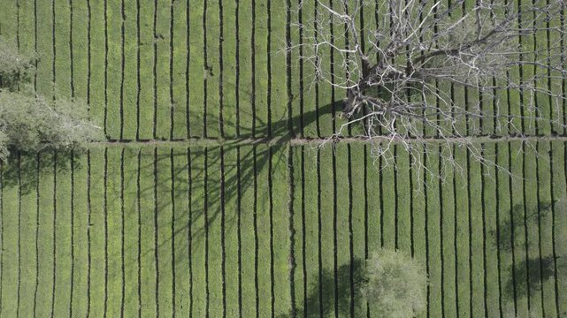 Top Down Aerial View of Symmetrical Green Tea Plantation with Bare Tree and Long Shadow at Pangalengan, Bandung, West Java, Indonesia.