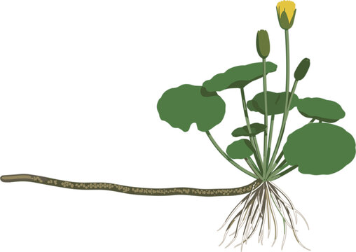 Plant Runner Anatomy Vector Illustration with Roots Stolon Leaves Stem Bud and Yellow Flower for Botany Biology Education and Science Textbook Designs
