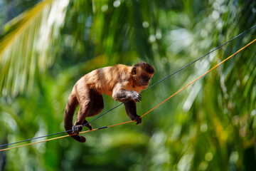 Capuchin monkey walking along a wire among palm trees in Barreirinhas, Maranhão, Brazil © Daniel Caceiro
