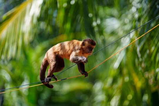 Capuchin monkey walking along a wire among palm trees in Barreirinhas, Maranh&atilde;o, Brazil