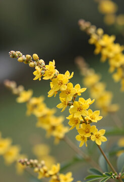 Springtime renewal and nature growth, yellow galphimia gracilis flowers blooming in a garden with soft bokeh background for environmental conservation