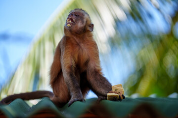 Capuchin monkey sitting on a roof eating food with palm leaves in the background in Barreirinhas, Maranhão, Brazil © Daniel Caceiro