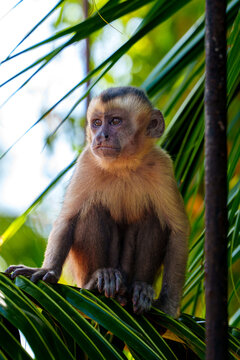 Portrait of a young capuchin monkey sitting on palm leaves in Barreirinhas, Maranh&atilde;o, Brazil