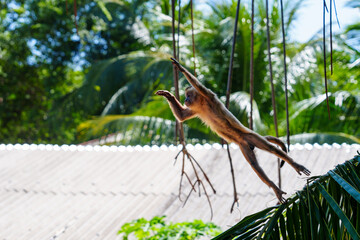 Capuchin monkey leaping between palm leaves and hanging roots above a roof in Barreirinhas, Maranhão, Brazil © Daniel Caceiro