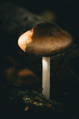 champignon © Mélodie