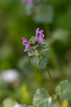 Close up of purple henbit deadnettle flower blooming in soft light in spring nature