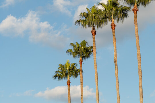 Line of tall palm trees against bright blue sky and white clouds in tropical summer landscape