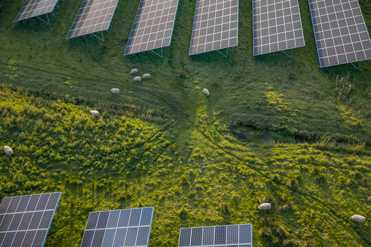 Aerial view of solar panels installed in green pasture with sheep grazing between the photovoltaic arrays, combining renewable energy production with agricultural land use and sustainable farm.