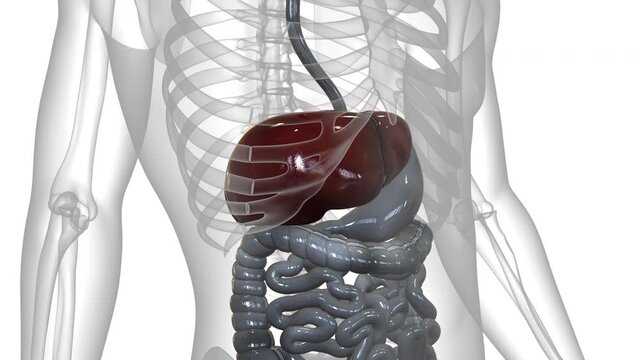 Human Internal Digestive Organ Liver Anatomy Animation Concept