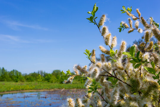 Fluffy willow catkins blooming on a sunny spring day by a quiet pond in the countryside