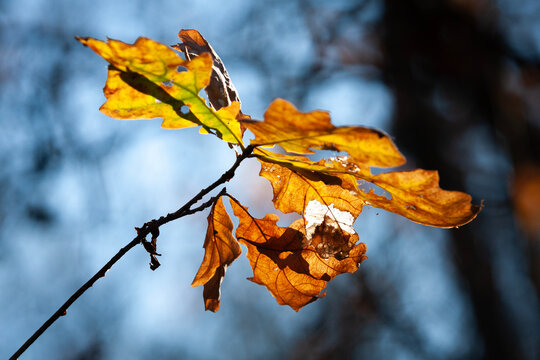 Golden autumn oak leaves glowing in sunlight against a soft blurred blue forest background