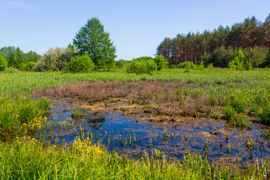 A serene marshland landscape featuring a small pond surrounded by lush green meadow and forest