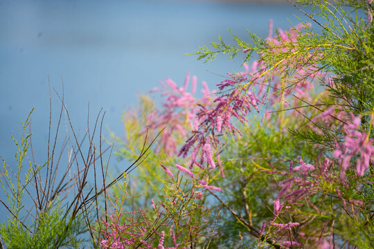 Beautiful blooming pink tamarisk tree branch against vibrant blue lake water.