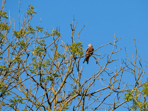 A Red Kite In Croydon, London