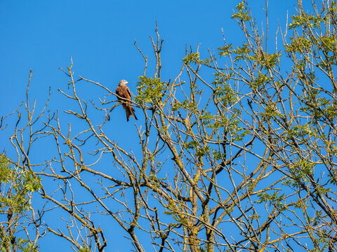 A Red Kite In Croydon, London