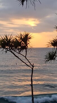 Coastal sunset view with silhouette tree and ocean waves in tropical beach